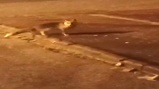 Elmadağda aç kalan tilkiler şehir merkezine indi