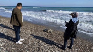 Erdemli sahilinde üzücü manzara: 2 günde 2 caretta caretta telef oldu