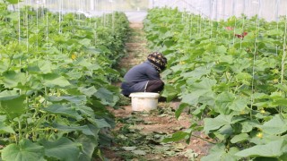 Erzincanda kadın çiftçilere yüzde 50 hibeli sera desteği