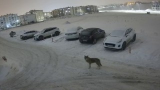 Erzurumda kurt kent merkezine indi