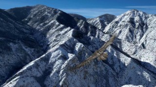 Erzurumda sakallı akbaba dron ile görüntülendi