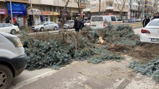 Eskişehirde fırtına sebebiyle ağaçlar devrildi