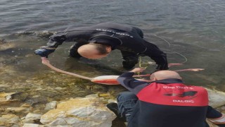 Flamingoya hayat veren kurtarma operasyonu