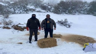 Gaziantepte karlı havada aç kalan yaban hayvanları için doğaya yem bırakıldı