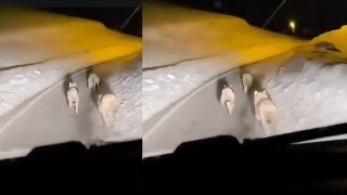 Geçitli köyüne inen kurt sürüsü görüntülendi