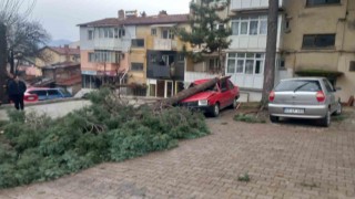 Gedizde şiddetli rüzgar ağaçları devirdi, binalarda hasara sebep oldu