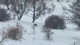 Gercüşte aç kalan kurtlar, şehir merkezine indi