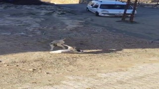 Gercüşte köpek ile kazın kavgası kameraya yansıdı