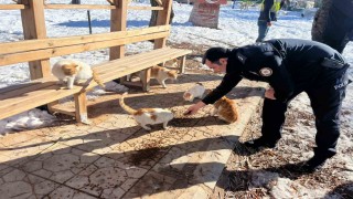 Gölbaşı ilçesinde polisler sokak hayvanları için mama bıraktı