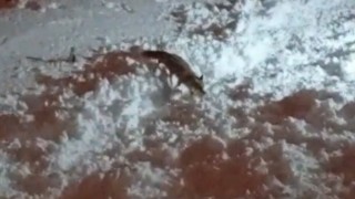 Hakkaride aç kalan tilkiler şehirde yiyecek aradı