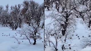 Hakkaride onlarca keklik köye indi