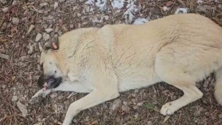 Hayvansever kadın ile belediye personeli arasında köpek tartışması
