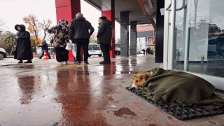 İç ısıtan hareket: Soğuktan titreyen köpeği şalla sardılar