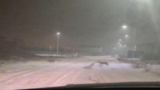 Iğdırda kurtlar yerleşim yerlerine indi