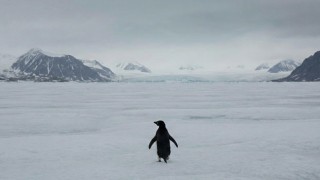 İnterneti Sallayan Nihilist Penguen