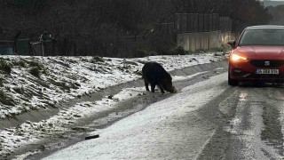 İstanbulda yaban domuzu yol kenarına indi