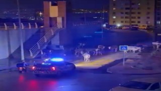 İzmirde polisin İnekler dağılın anonsu gülümsetti