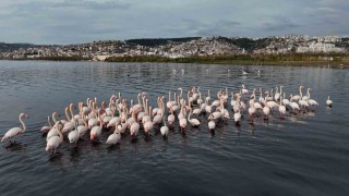 İzmit Körfezine flamingo akını, sayıları katlandı