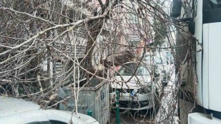 Kamyon çarptı, çınar ağacı araçların üzerine devrildi