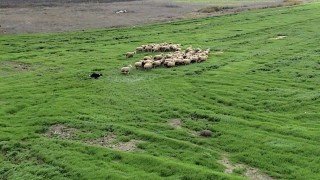 Kangal ve akbaştan sonra çobanlara hareketli ve heyecanlı yeni bir yardımcı geliyor