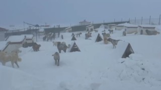 Kangallarını beslemek için yola çıktı, çiftliğe vardığında gözlerine inanamadı