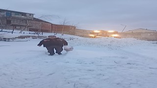 Kar altındaki yaylalarda hayvanlar için seferberlik