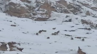 Kar üzerinde otlanan dağ keçileri sürü halinde görüntülendi