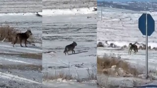 Kar yağdı, kurtlar şehre yaklaştı