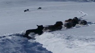 Karda mahsur kalan at ve katırlar güvenlik korucuları tarafından kurtarıldı