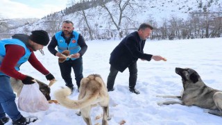 Karla kaplanan orman ve yaylalardaki canlılara şefkat eli