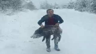 Karlı yolda domuzu elleriyle yakalayan adam konuştu: Bir anı olsun diye yakaladım, kimseye tavsiye etmem