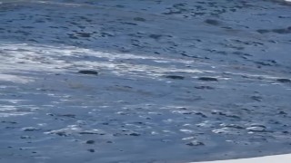 Karsta aç kalan yaban domuzları yerleşim yerlerine indi