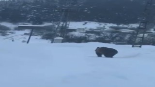 Kastamonuda kış uykusuna yatamayan bozayı kamerada