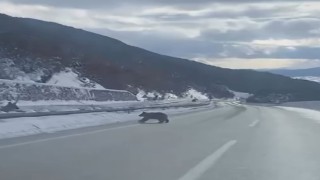 Kastamonuda ormanlık alanda karda ilerleyemeyen bozayı güldürdü