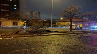 Kaza savrulan otomobil ağacı ikiye böldü: 4 yaralı