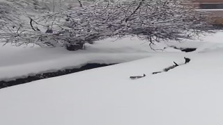 Kedilerin karda yürümeye çalıştığı anlar renkli görüntüler oluşturdu