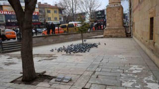 Kırşehirde tarihi Kapucu Camii güvercinlerin yuvası oldu