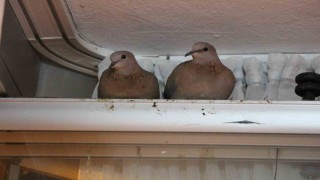 Kışın ortasında balkon camını kapatmıyorlar, nedeni ise çifte kumrular
