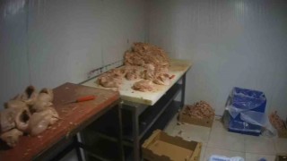 Kocaelide merdiven altı tavuk parçalama tesisine suçüstü