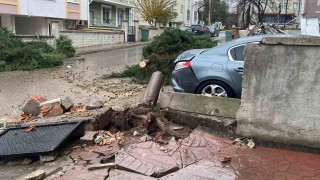 Kocaelide şiddetli rüzgar 12 metrelik ağacı devirdi: Yol trafiğe kapandı