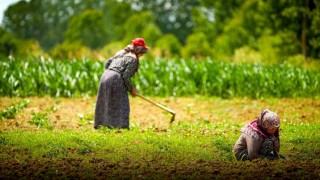 Kooperatif ve birliklere yüzde 75 hibeli tarımsal destek