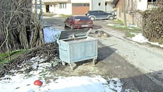Köpeği ezen sürücü yakalandı