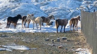 Kulpta aç kalan yaban atları grup halinde merkeze indi