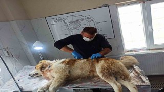 Kurdun saldırısına uğrayan köpek yaralandı