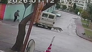 Kurt köpeklerinin saldırı anı kamerada: Küçük köpeği bulunan kadını yere düşürdüler