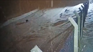 Kurtalanda köye inen kurt güvenlik kamerasına  yansıdı