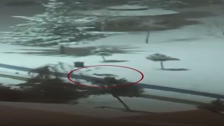 Kurtalanda tilkiler şehir merkezine indi