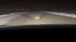 Mahalleye inen kurt, araç önünde kilometrelerce ilerledi