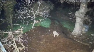 Menteşede kurdun saldırdığı 3 koyun telef oldu
