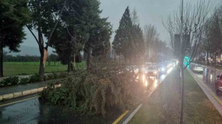 Menteşede şiddetli Fırtınada ağaç devrildi, trafik durdu